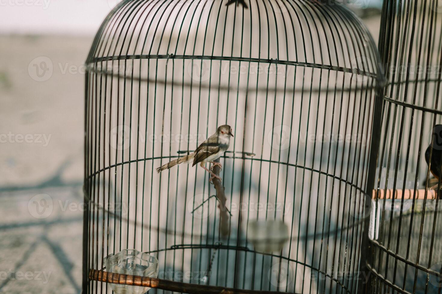 Bird in a cage, showcasing its colorful plumage while enclosed in a metal structure photo