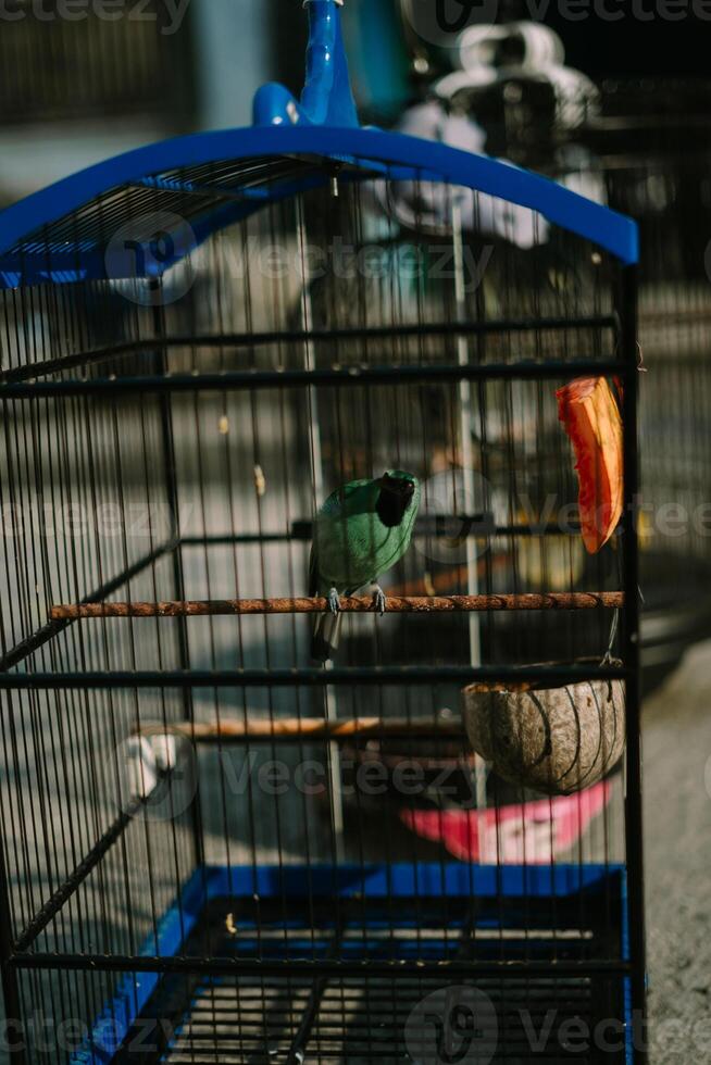 Bird in a cage, showcasing its colorful plumage while enclosed in a metal structure photo