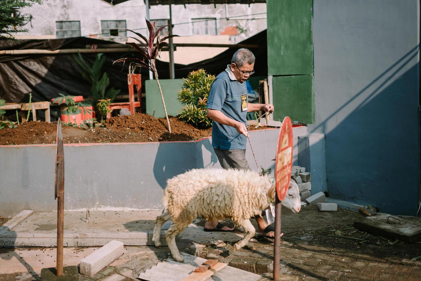 Bogor, Juni 17 2024. A man leads a sacrificial goat to be slaughtered for Eid al-Adha. photo