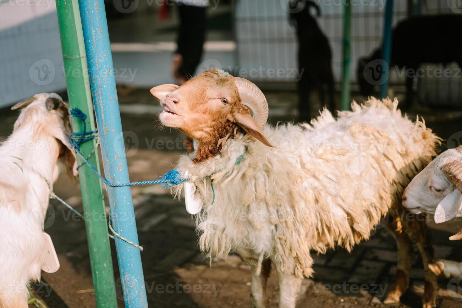 Several goats tied near a mosque fence, prepared for Eid al-Adha sacrifice photo