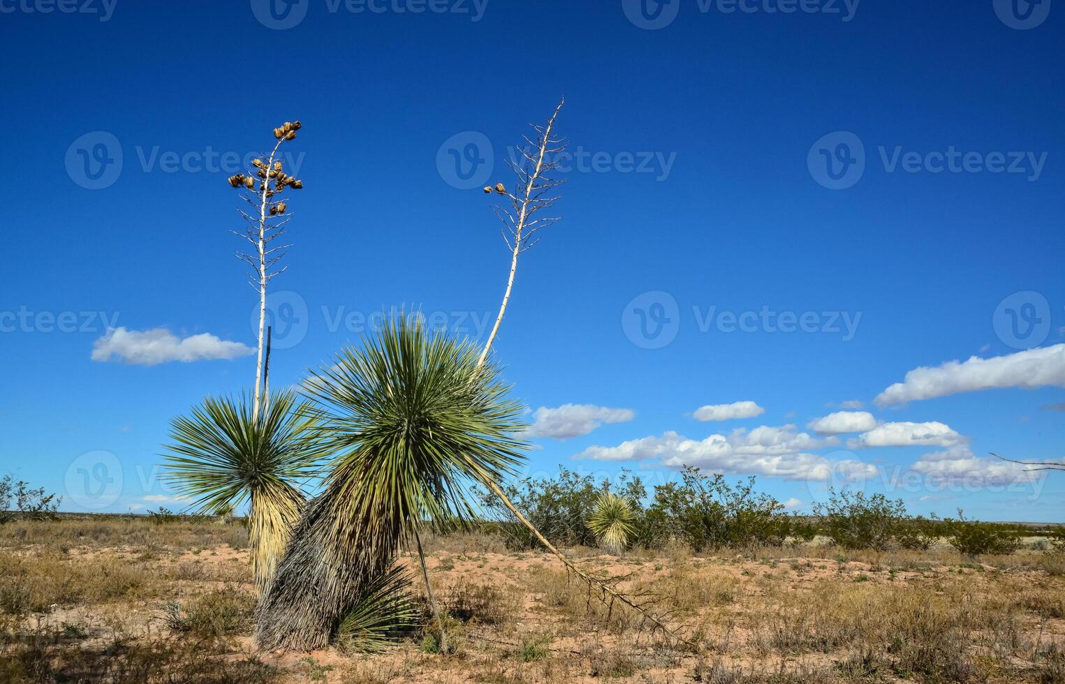 Yucca Tree in a Rocky Desert in New Mexico photo