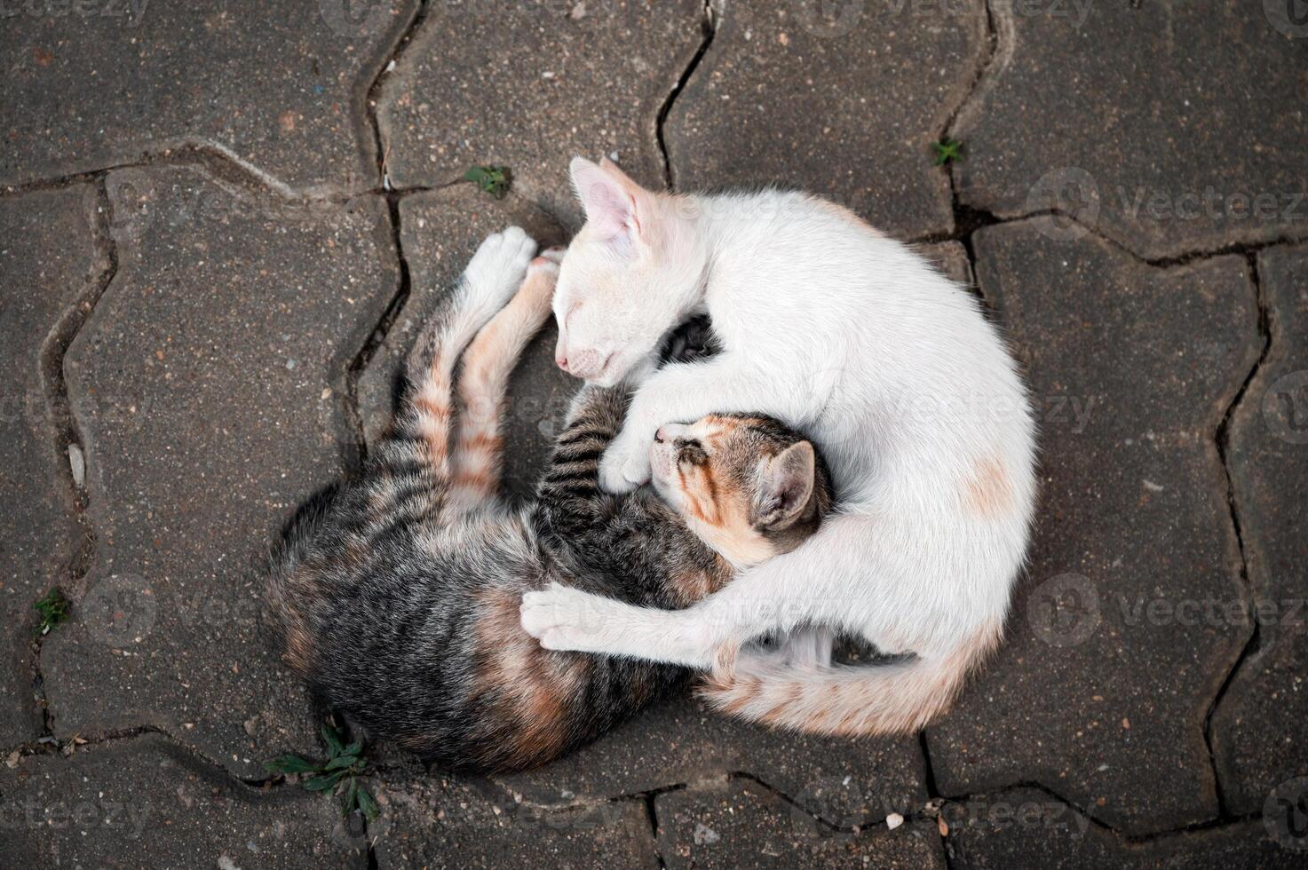 Sibling kittens cuddled on the floor photo