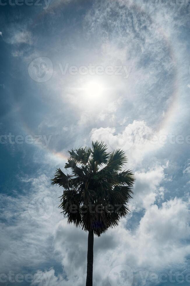 Palm tree with sunlight halo and clouds in blue sky photo