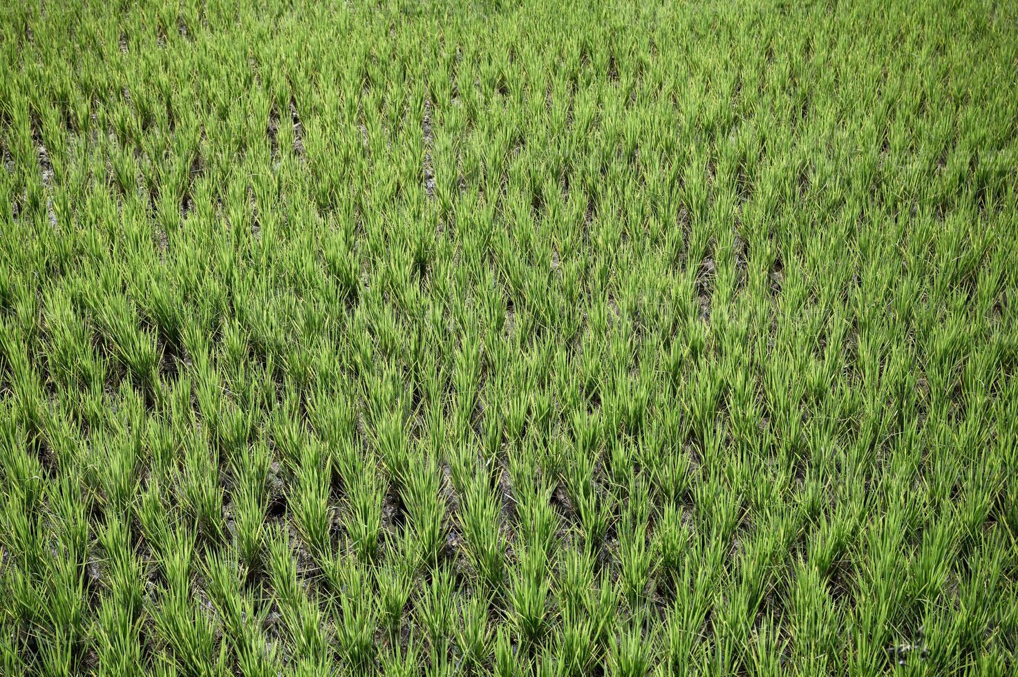 Green paddy rice field growing in plantation photo