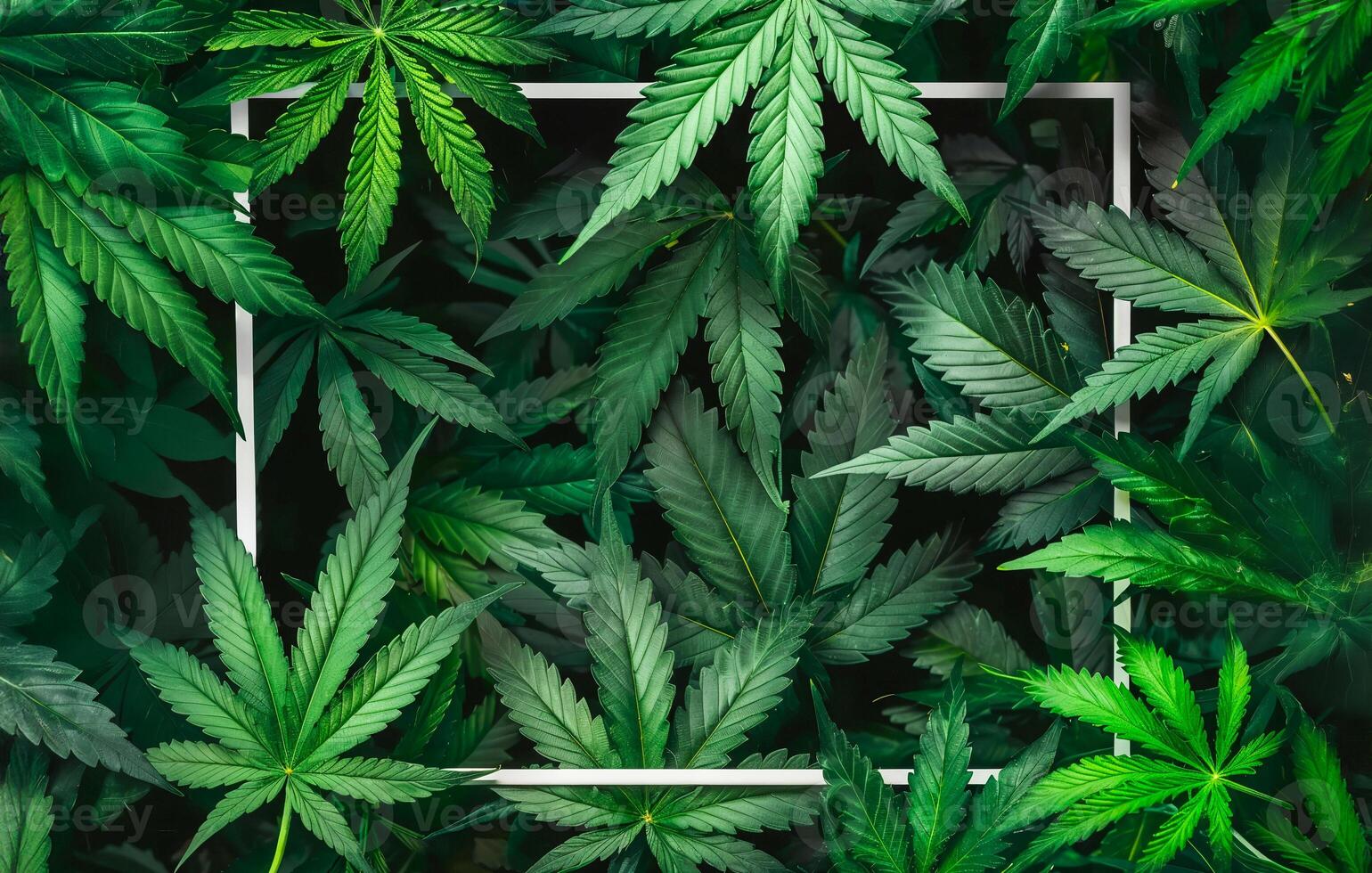 Abstract background with green cannabis leaves and white frame for text in shape of panoramic rectangle. Flat lay, top view of hemp plant in nature. Copy space banner template design photo