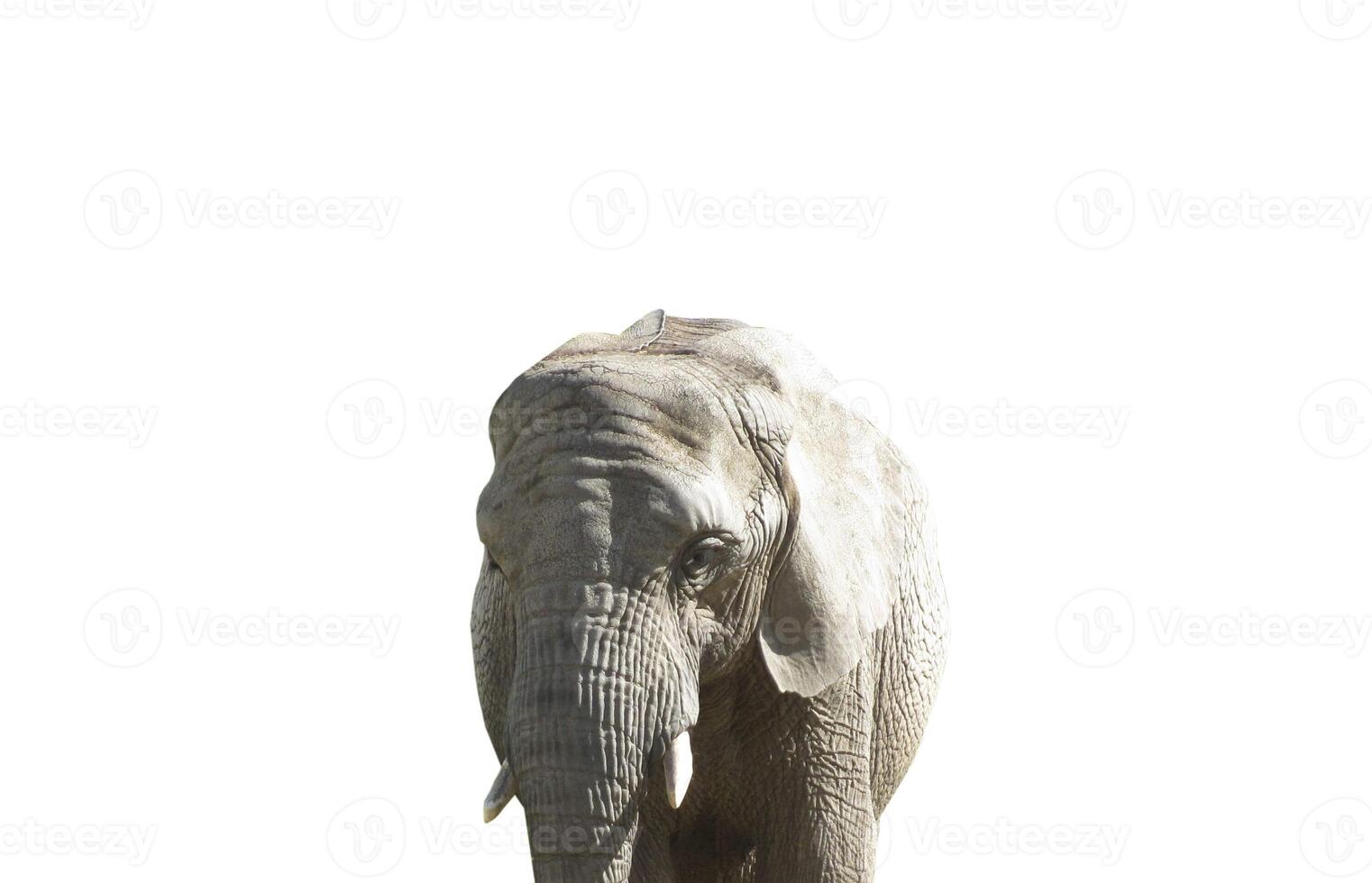 Elephant, grey, head isolated on white background. photo