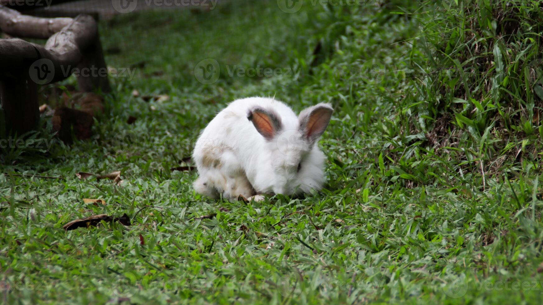 White Rabbit on Green Grass in Outdoor Garden Setting Captured in Natural Light with Focus on Fluffy Fur and Ears photo