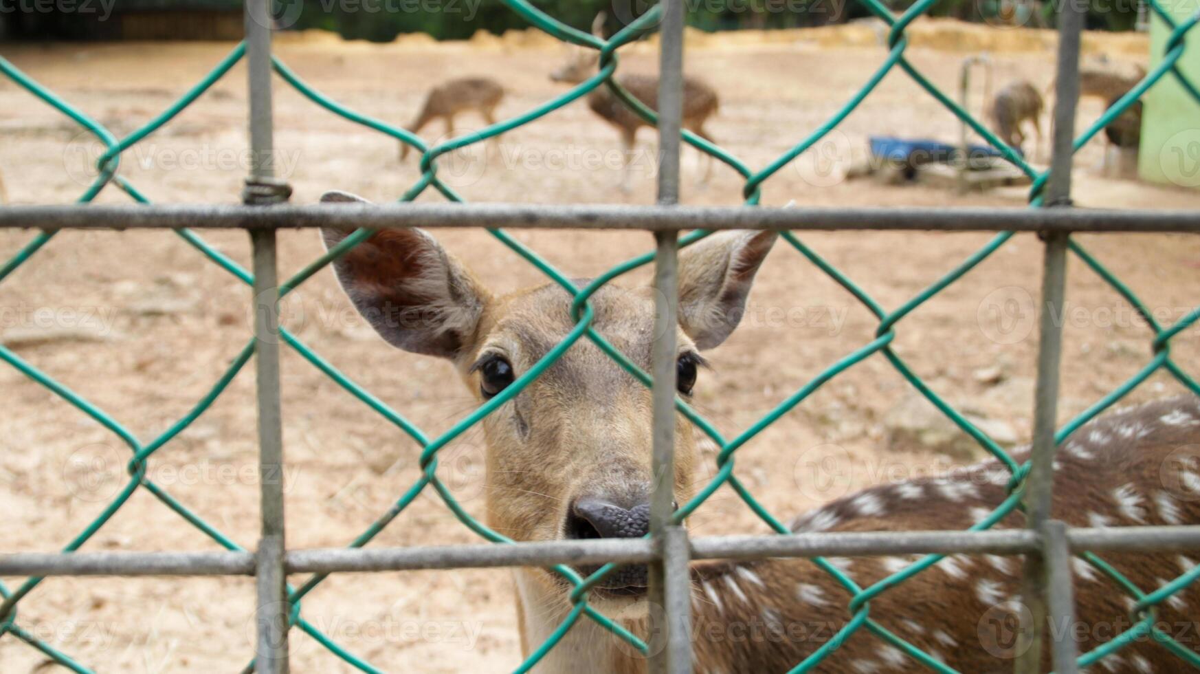 Close-up of Axis Deer behind green wire fence in a dry dirt enclosure with forested background in a wildlife sanctuary photo