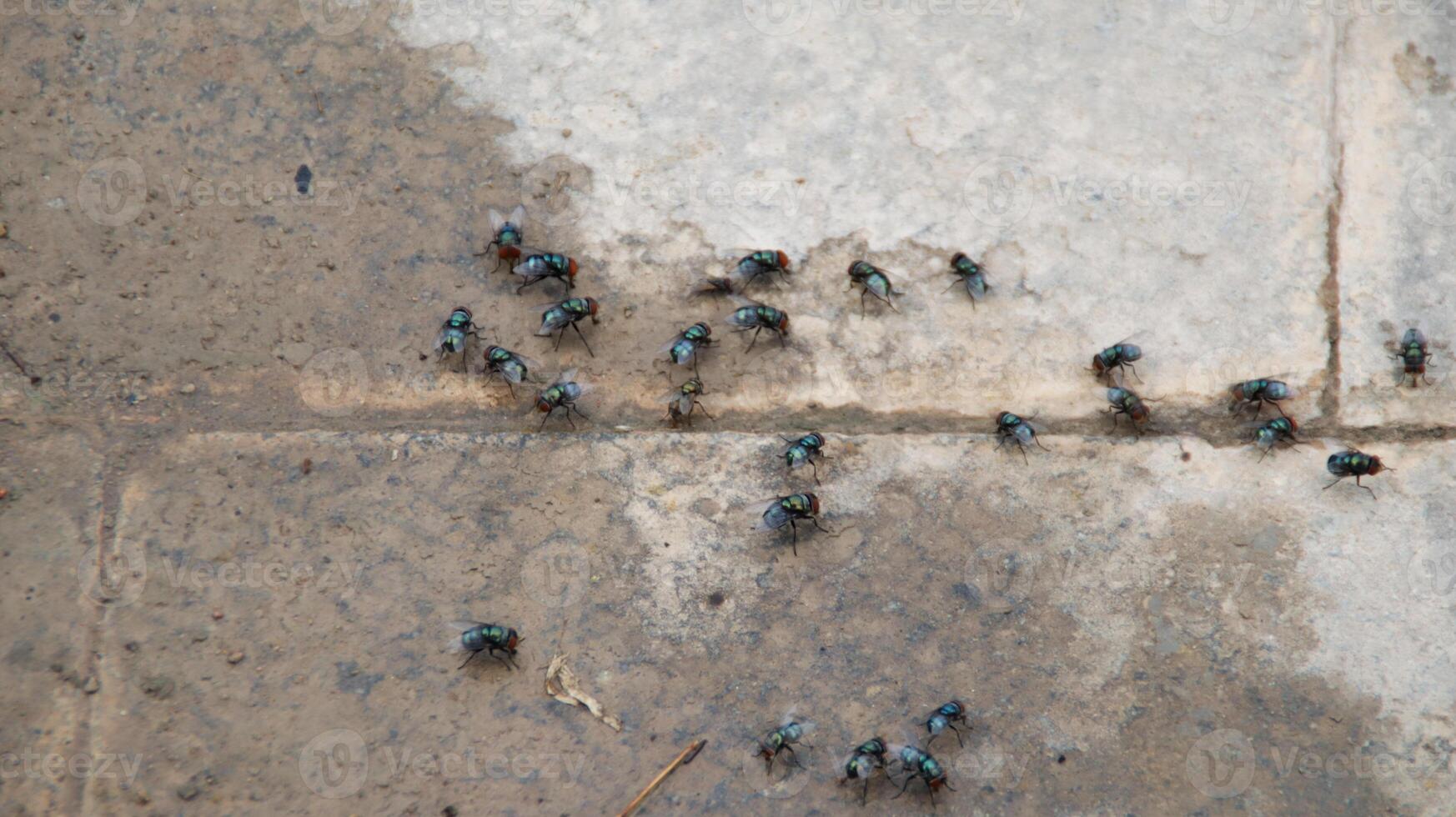 Cluster of Green Flies on Wet Stone Floor in Outdoor Environment Showing Insect Behavior and Environmental Detail photo