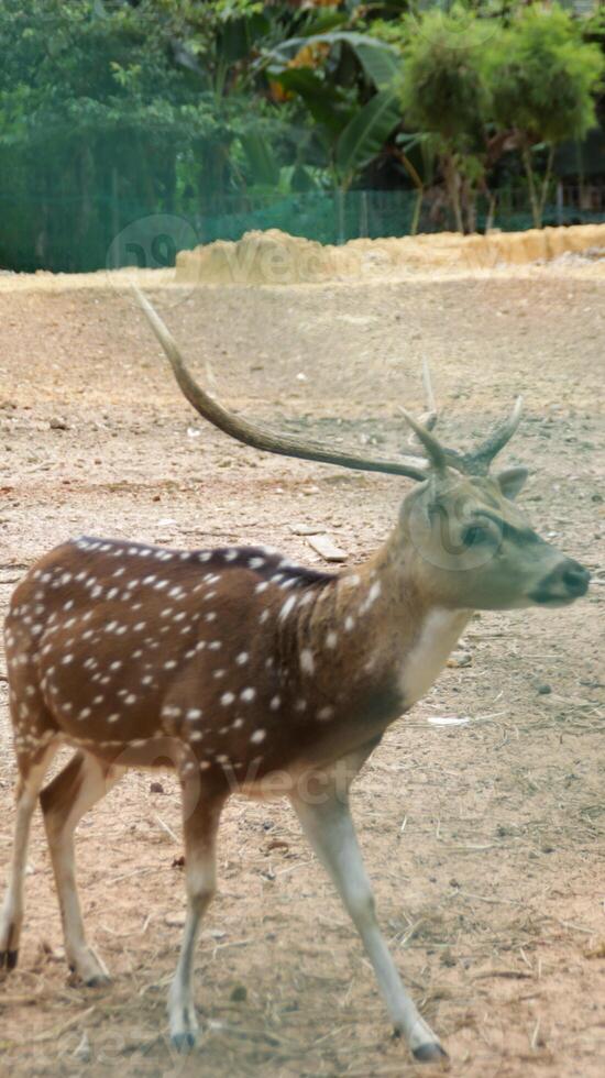 Axis Deer with Velvet Antlers in a Semi-Arid Enclosure Near Dense Tropical Foliage on a Sunny Day photo