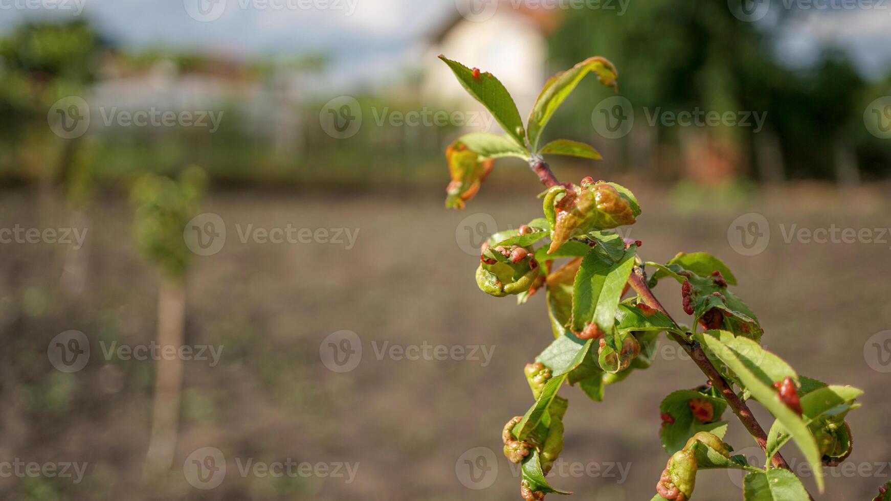 Peach leaf curl fungal disease on young peach tree in the orchard garden. Horizontal macro shot on Fungus Taphrina deformans sick twirled leaves. Fungus and plant pathogen. photo