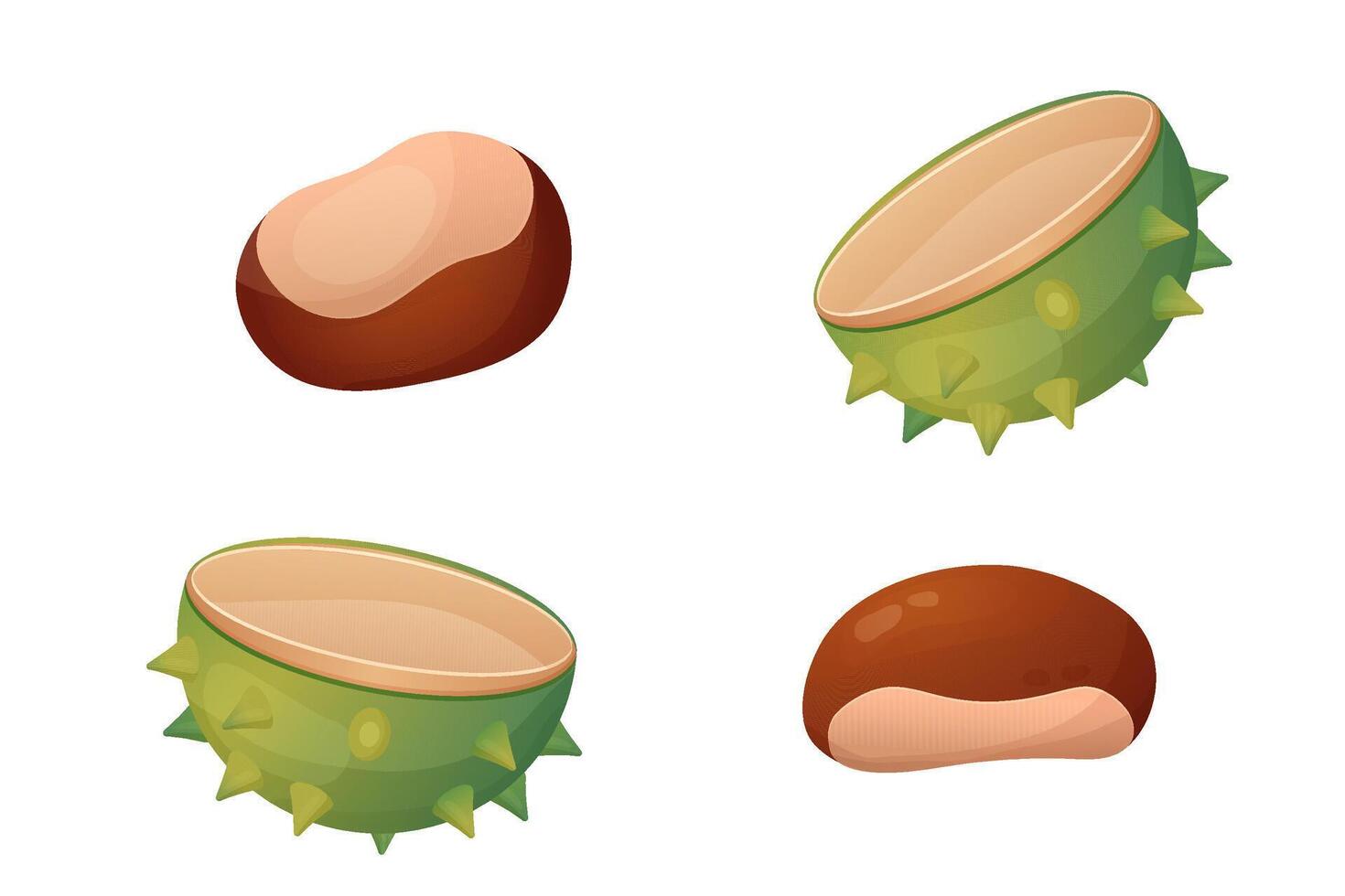 Chestnut, chestnut shell. illustration isolated on white background vector