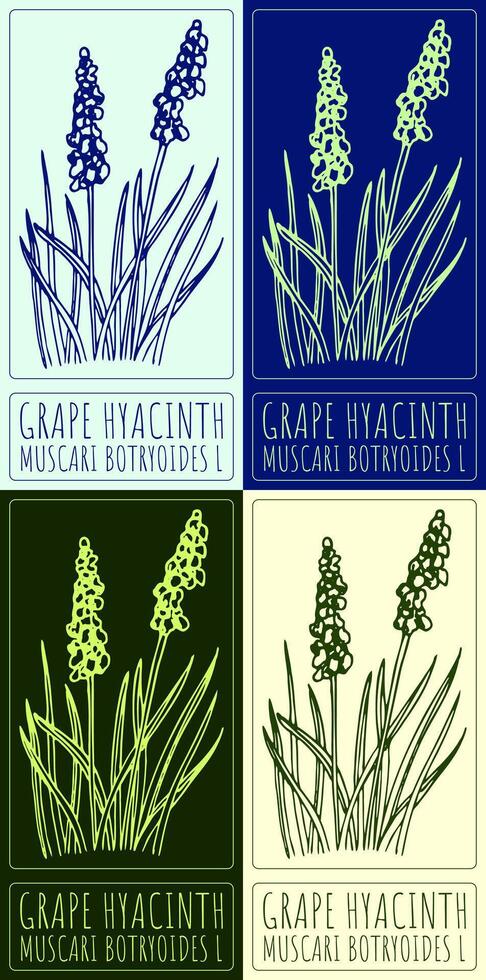 Set of drawing GRAPE HYACINTH in various colors. Hand drawn illustration. The Latin name is MUSCARI BOTRYOIDES L. vector