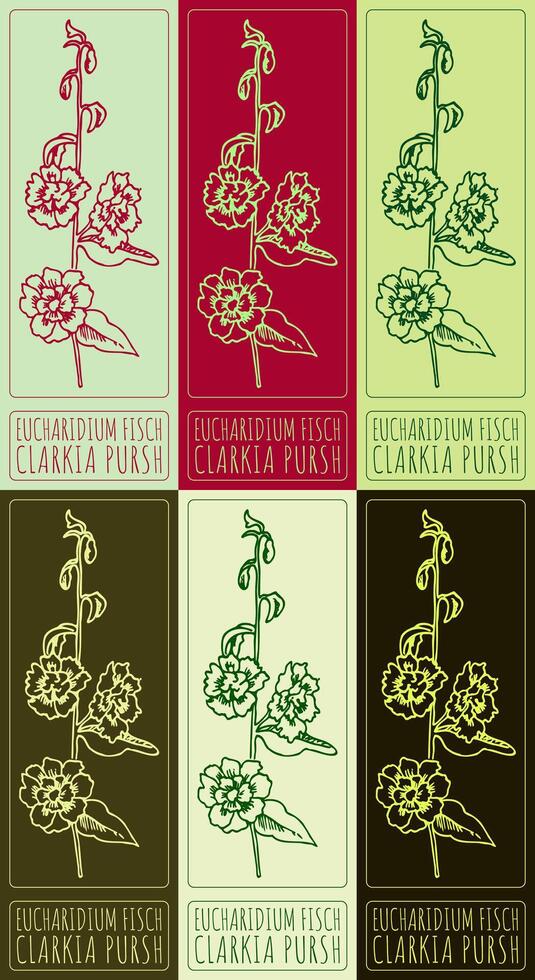 Set of drawing EUCHARIDIUM FISCH in various colors. Hand drawn illustration. The Latin name is CLARKIA PURSH. vector