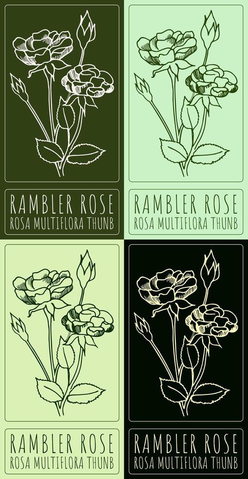 Set of drawing RAMBLER ROSE in various colors. Hand drawn illustration. The Latin name is ROSA MULTIFLORA THUNB. vector