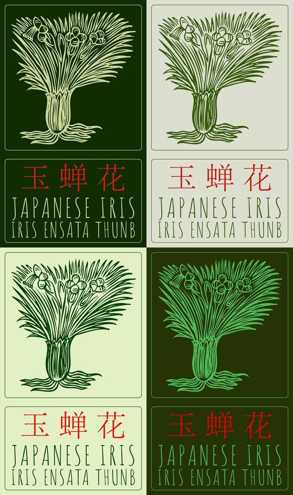Set of drawing JAPANESE IRIS in Chinese in various colors. Hand drawn illustration. The Latin name is IRIS ENSATA THUNB vector