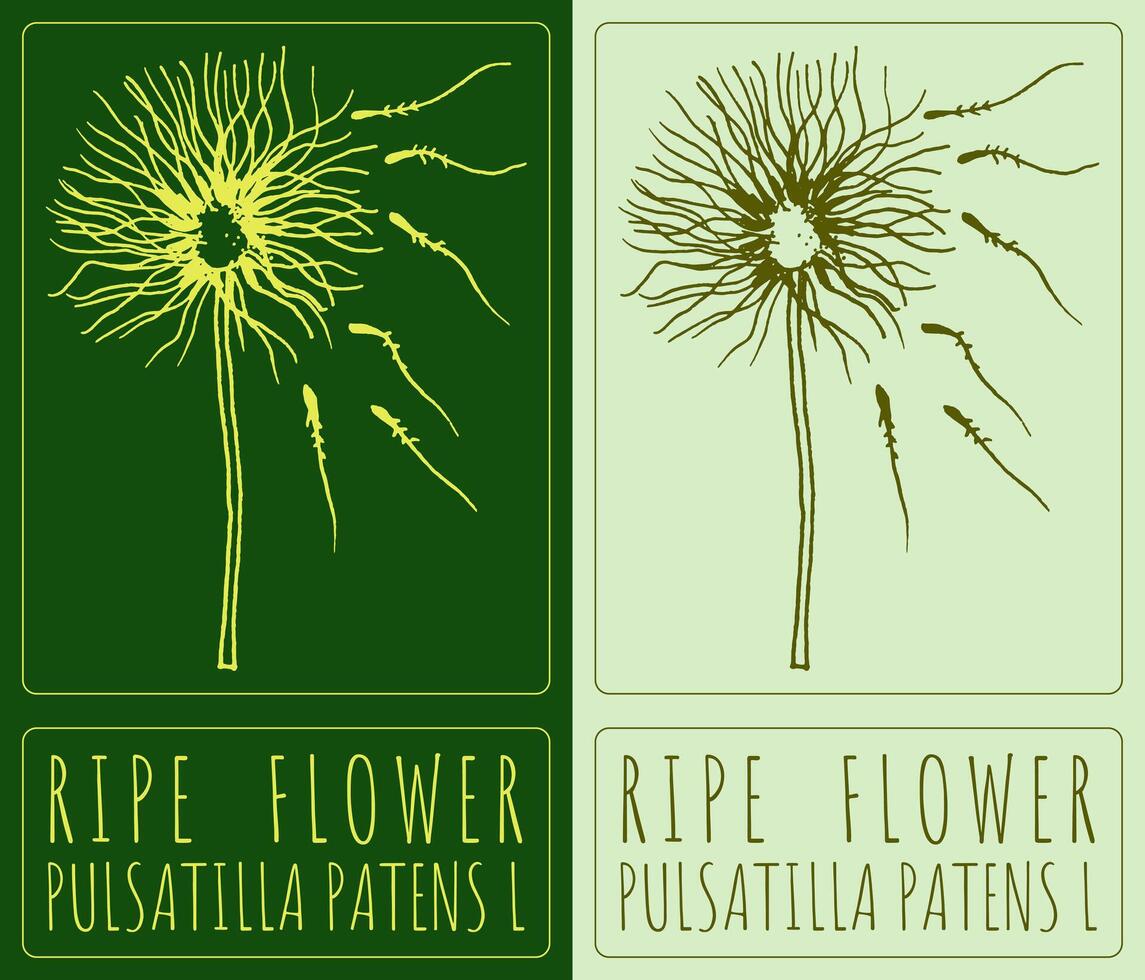 Drawing RIPE FLOWER. Hand drawn illustration. The Latin name is PULSATILLA PATENS L. vector
