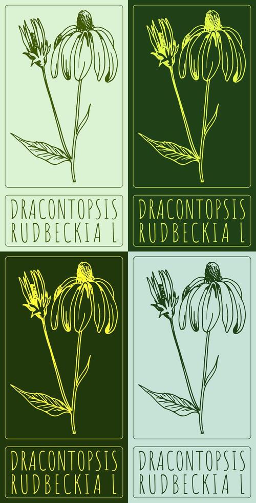 Set of drawing DRACONTOPSIS in various colors. Hand drawn illustration. The Latin name is RUDBECKIA L. vector