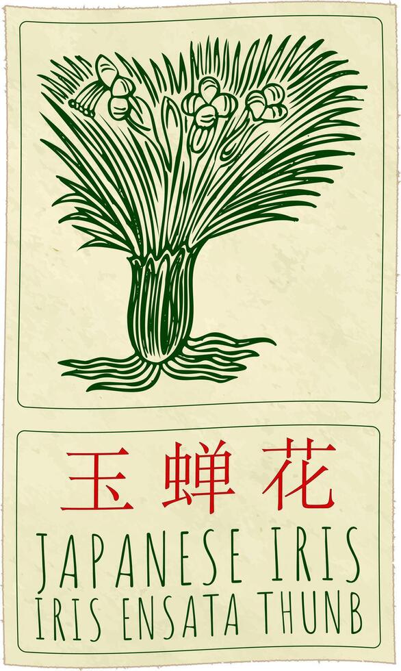 Drawing JAPANESE IRIS in Chinese. Hand drawn illustration. The Latin name is IRIS ENSATA THUNB. vector