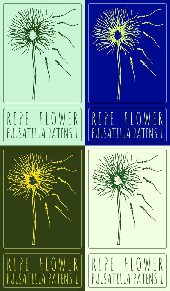 Set of drawing RIPE FLOWER in various colors. Hand drawn illustration. The Latin name is PULSATILLA PATENS L. vector