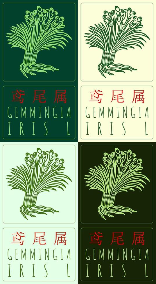 Set of drawing GEMMINGIA in Chinese in various colors. Hand drawn illustration. The Latin name is IRIS L. vector