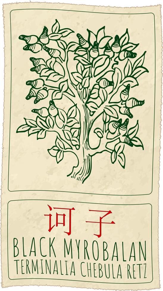 Drawing BLACK MYROBALAN in Chinese. Hand drawn illustration. The Latin name is TERMINALIA CHEBULA RETZ. vector