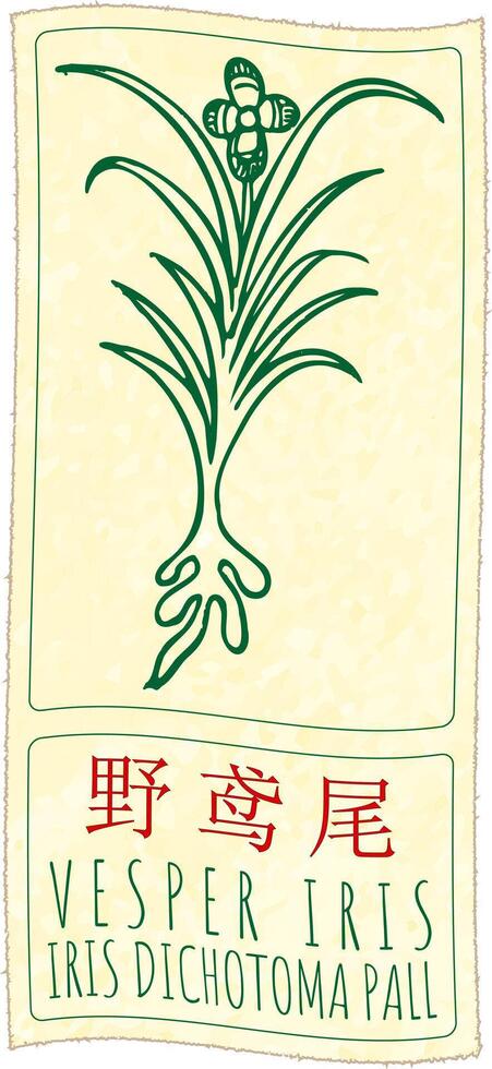 Drawing VESPER IRIS in Chinese. Hand drawn illustration. The Latin name is IRIS DICHOTOMA PALL. vector