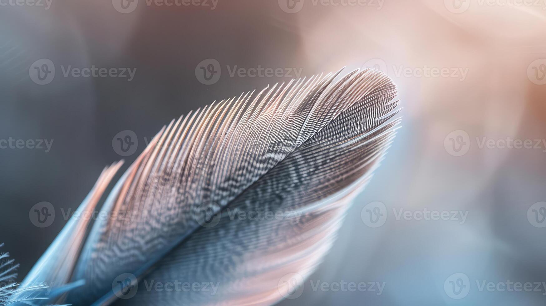 Graceful Dove Feather Intricate Texture and Subtle Color Gradient photo