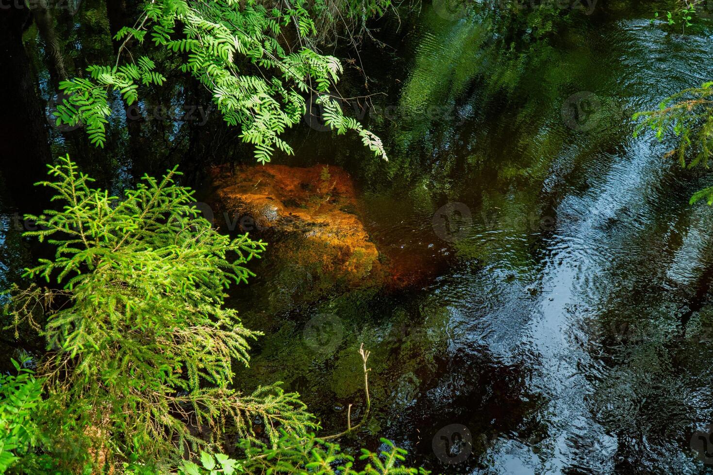 A tranquil forest stream flows gently, with vibrant green foliage overhanging the water and a submerged rock visible below the surface. Perfect for themes of nature, serenity, and untouched wilderness. photo
