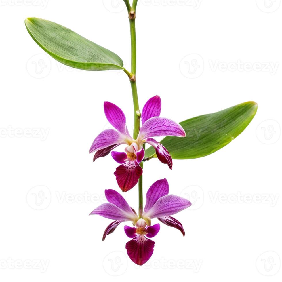 Orchid flowers creative composition and layout isolated on white background. Floral collection tropical plants. Nature and holiday concept. side view, flat lay. Design element photo