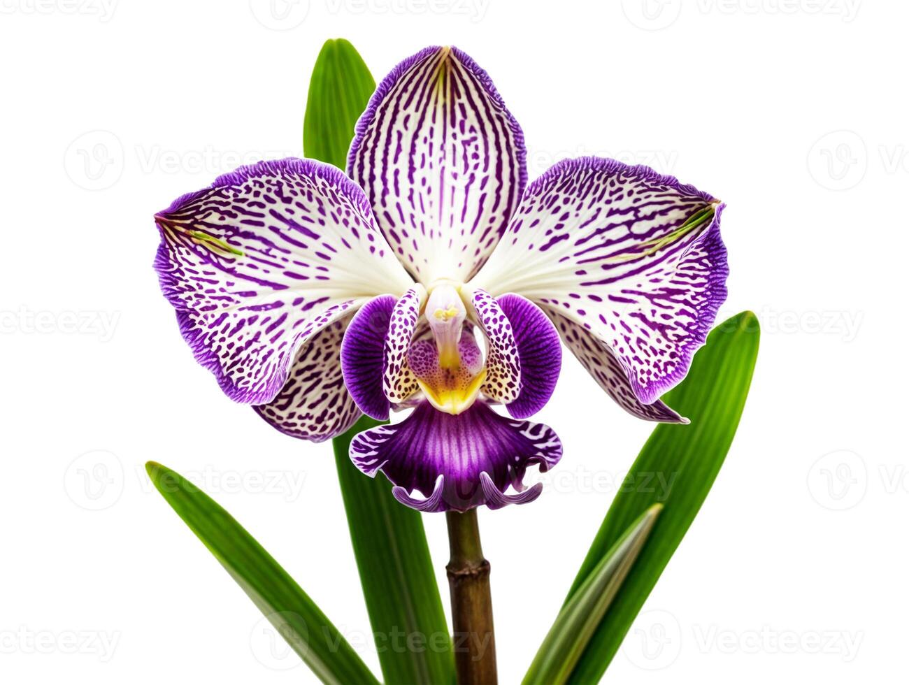 Closeup thai orchid. name is Vanda flower, isolated on white background orchid flowers, Orchidaceae, Phalaenopsis known as the Moth Orchid, abbreviated Phal. Close up, isolated, white background. photo