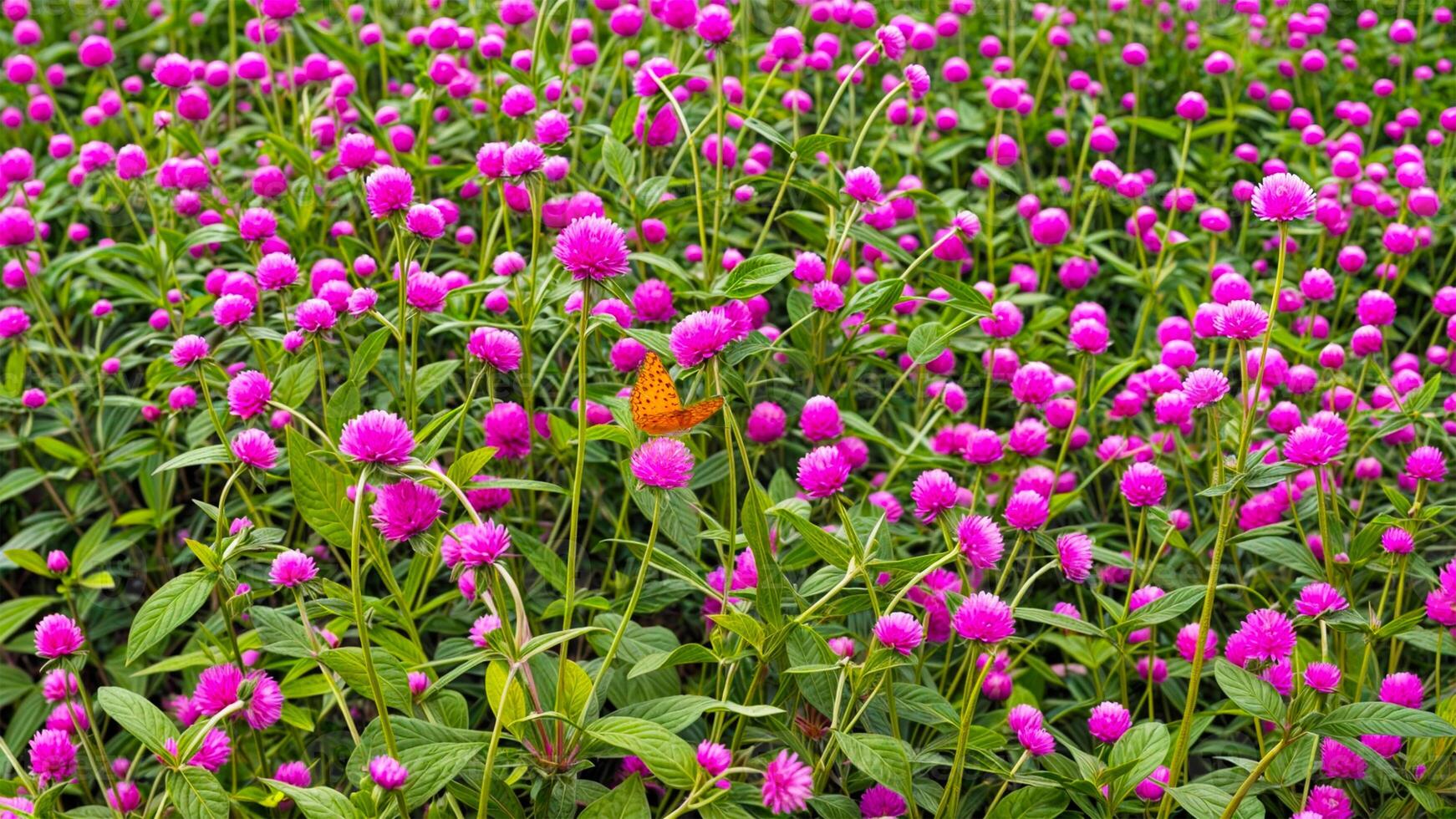 blur picture and vintage style Globe amaranth or Bachelor Button or Gomphrena globosa in the garden for wallpaper or backgrpund photo