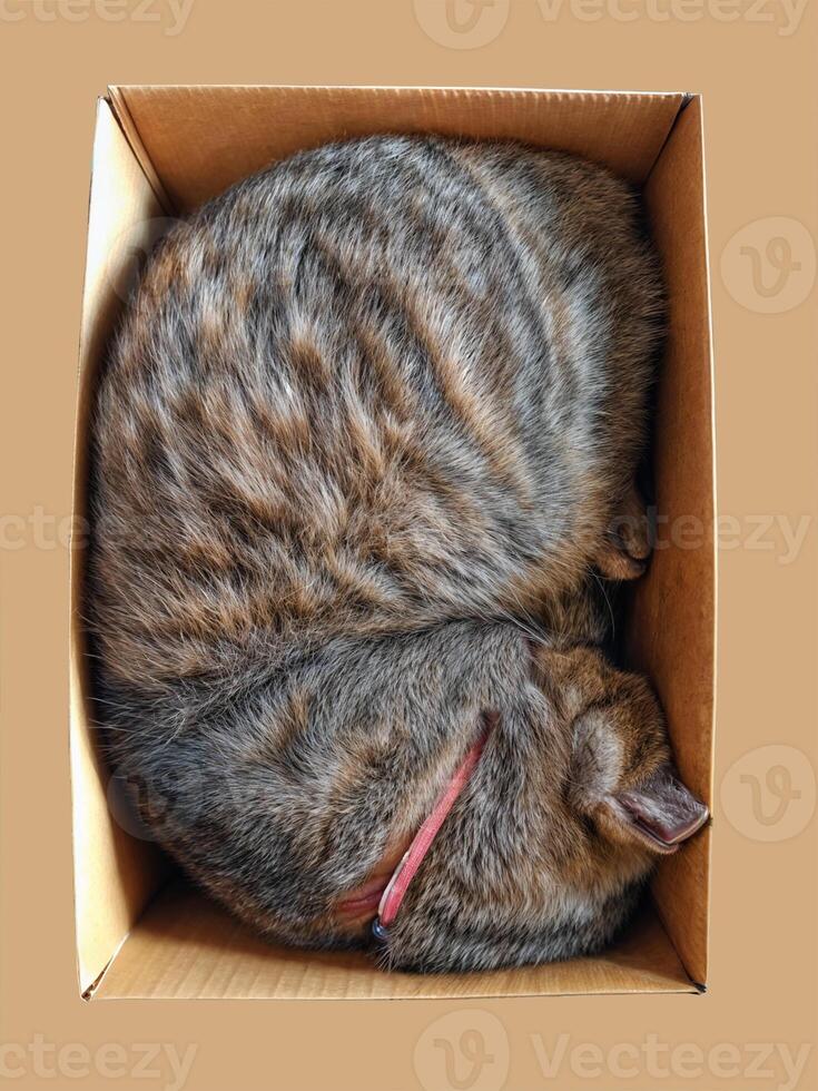 beautiful Funny cat sleep hidden face in box on cardboard box background photo