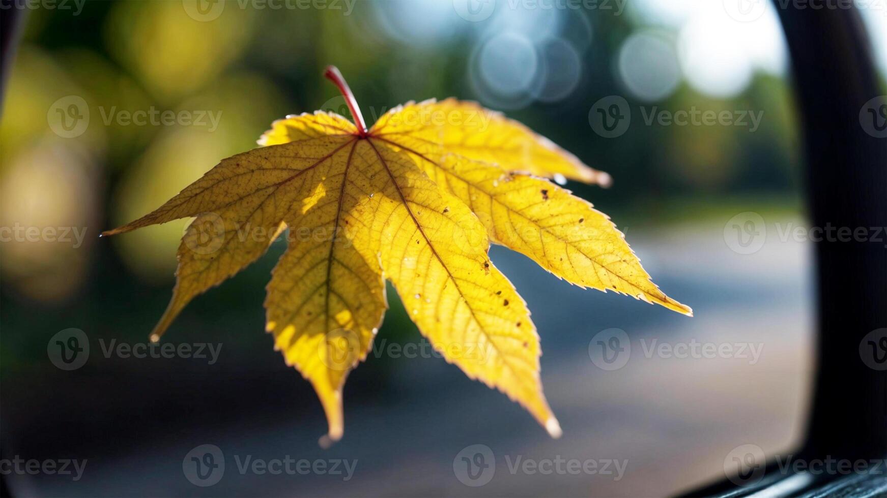 calose up fall leaves on a windshield autumn aesthetic leave in the surface of car mirror maple oak leave photo