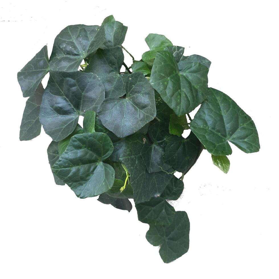 Cephalandra indica isolated on white background, it also known as the Ivy Gourd, Scarlet Gourd, or Tindora, is a tropical vine plant native to India and Southeast Asia. It of the Cucurbitaceae family. photo