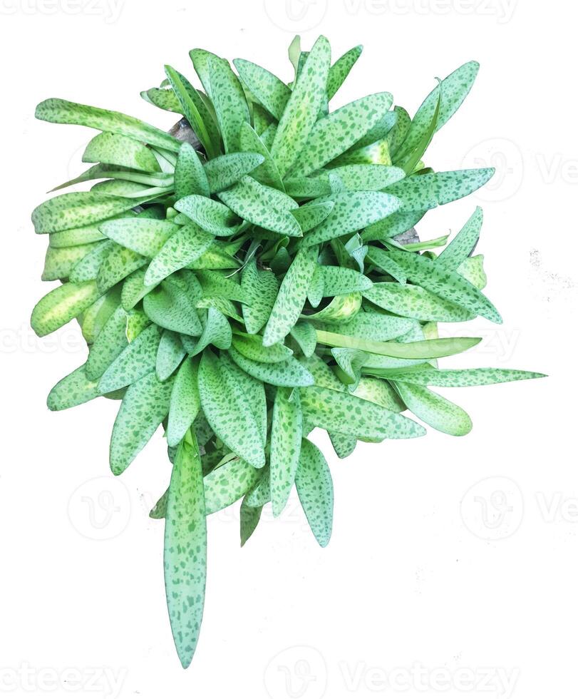 Plant in pot Elephantipes plants isolated on white background from top view photo