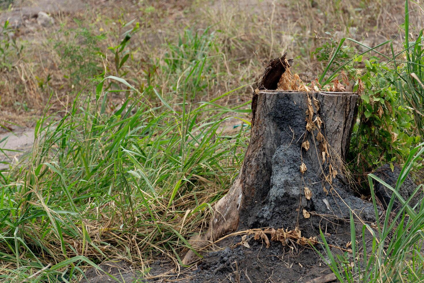 The only remains of the tree are the stump. Trees that were cut down and thrown away. Green grass surrounds the open space. photo