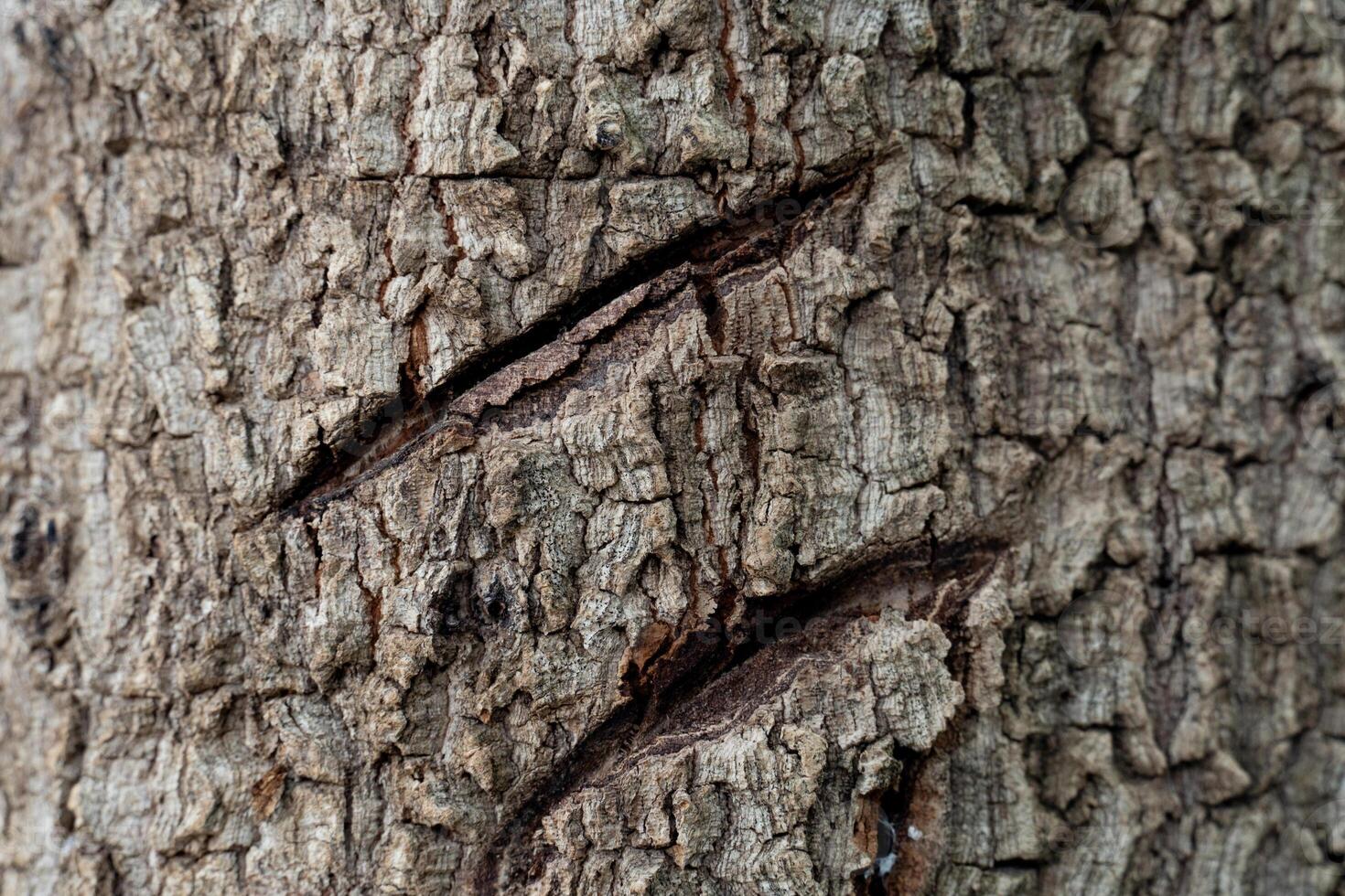 Close up of the bark of a tree. Traces of split wounds in the wood. Wood texture background. photo