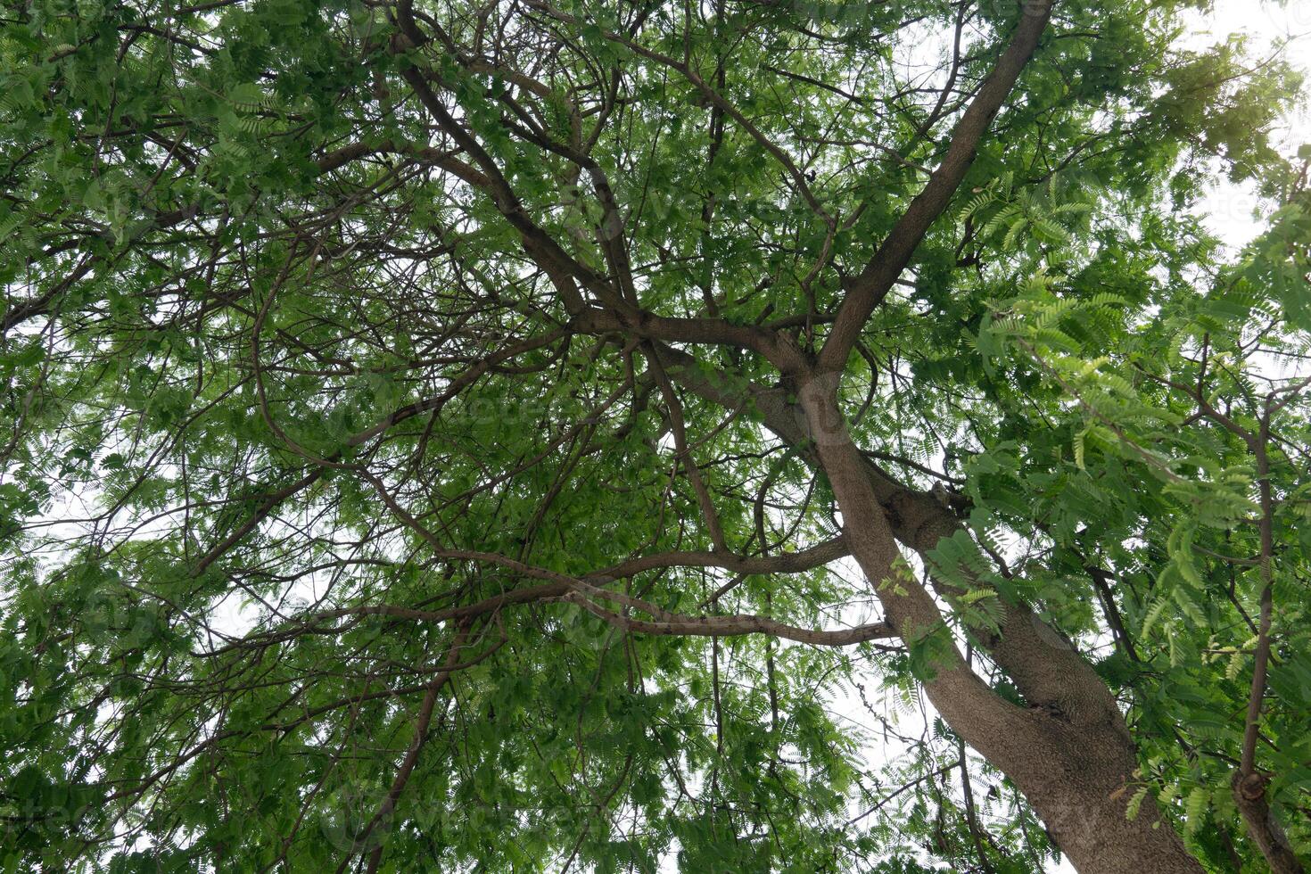 Under the tree with branches and green leaves of the Black Afara tree. Abstract background of nature in garden. photo