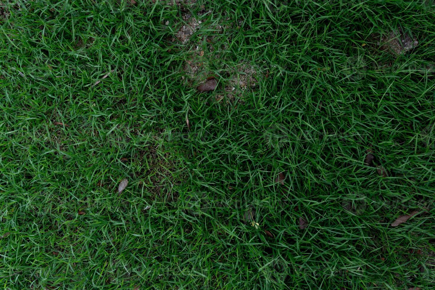 Green grass texture background. Top view of green grass texture background. photo
