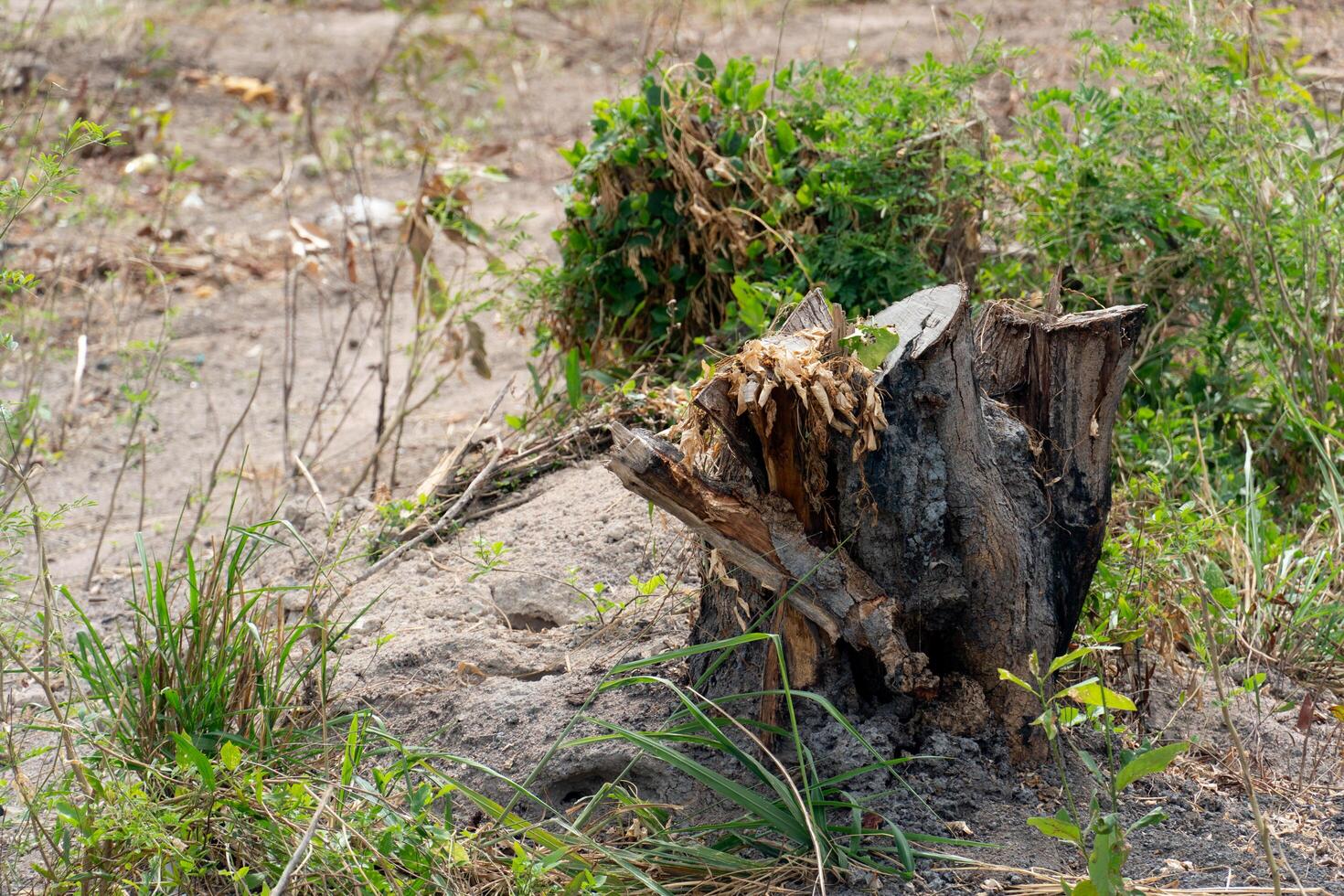 The only remains of the tree are the stump. Trees that were cut down and thrown away. Green grass surrounds the open space. photo
