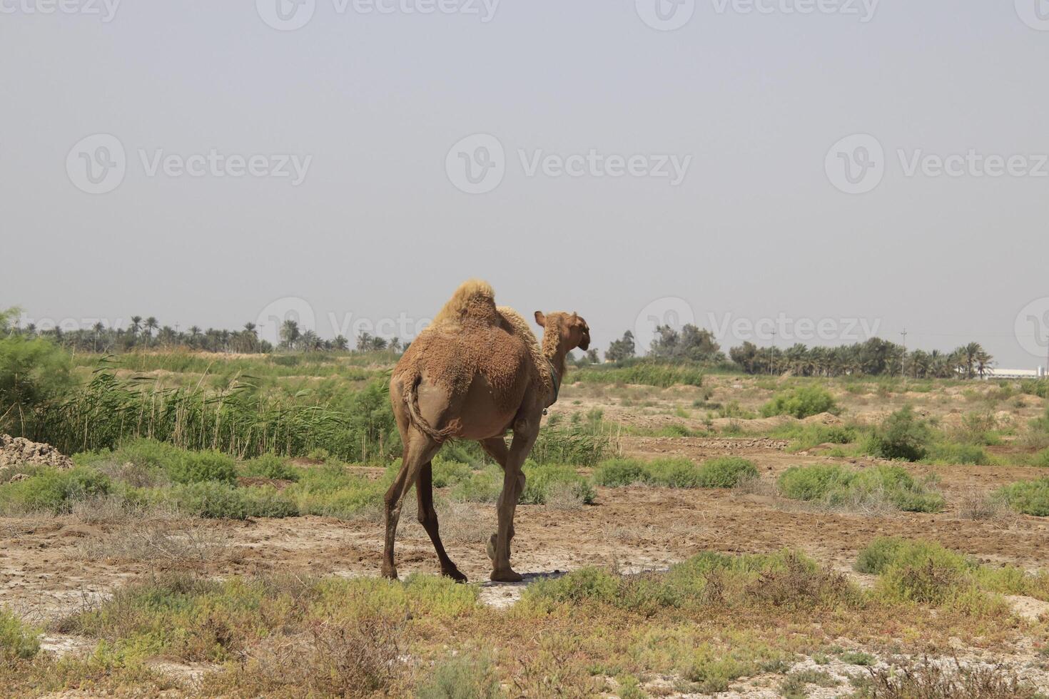 a camel walking in a field with a sky in the background photo