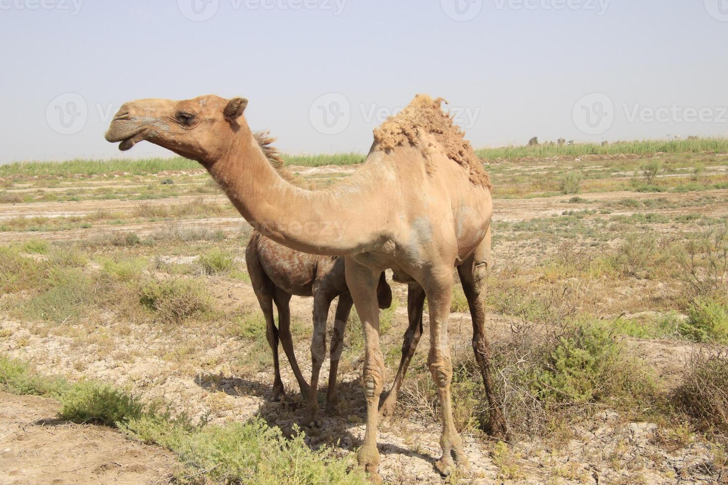 a camel and a baby camel are standing in the dirt photo