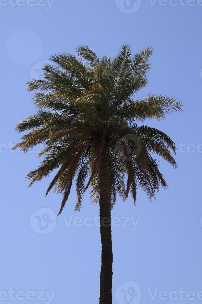 a palm tree in the middle of a blue sky photo