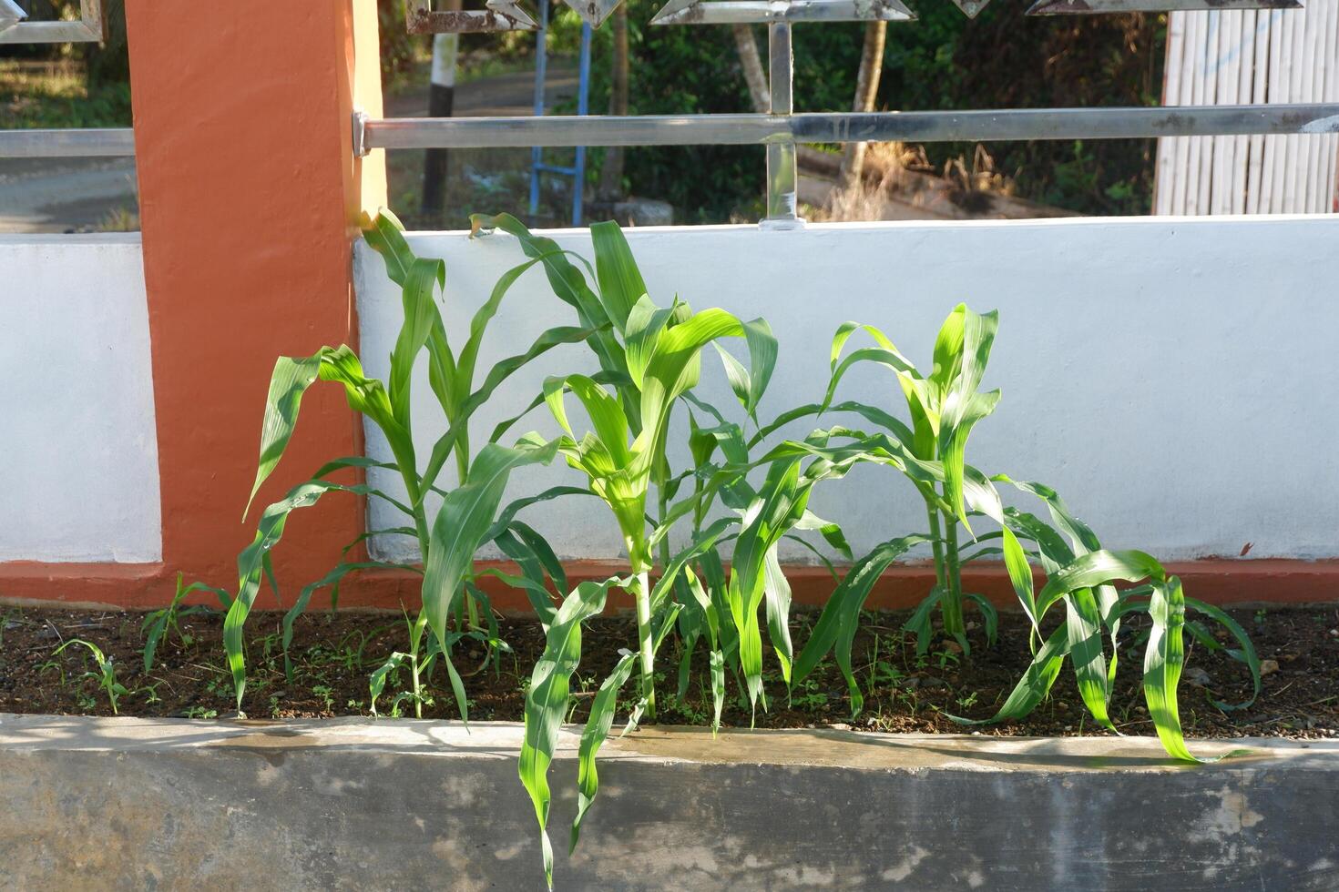 photography of corn plants in the yard in the morning photo