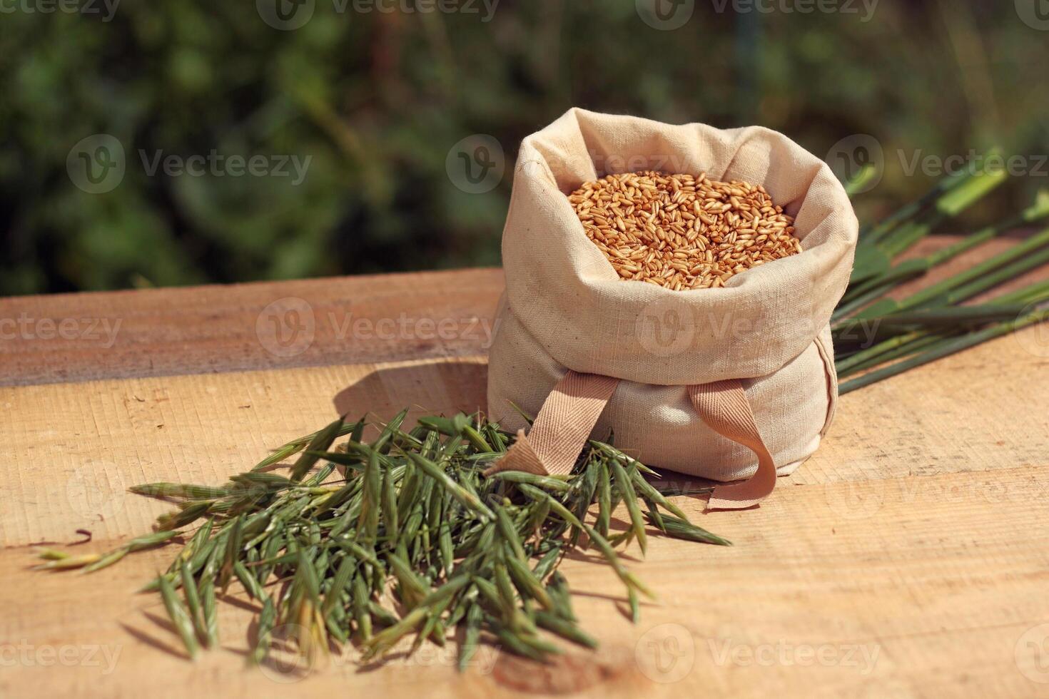 Oat - bag with grains, ears of grain photo