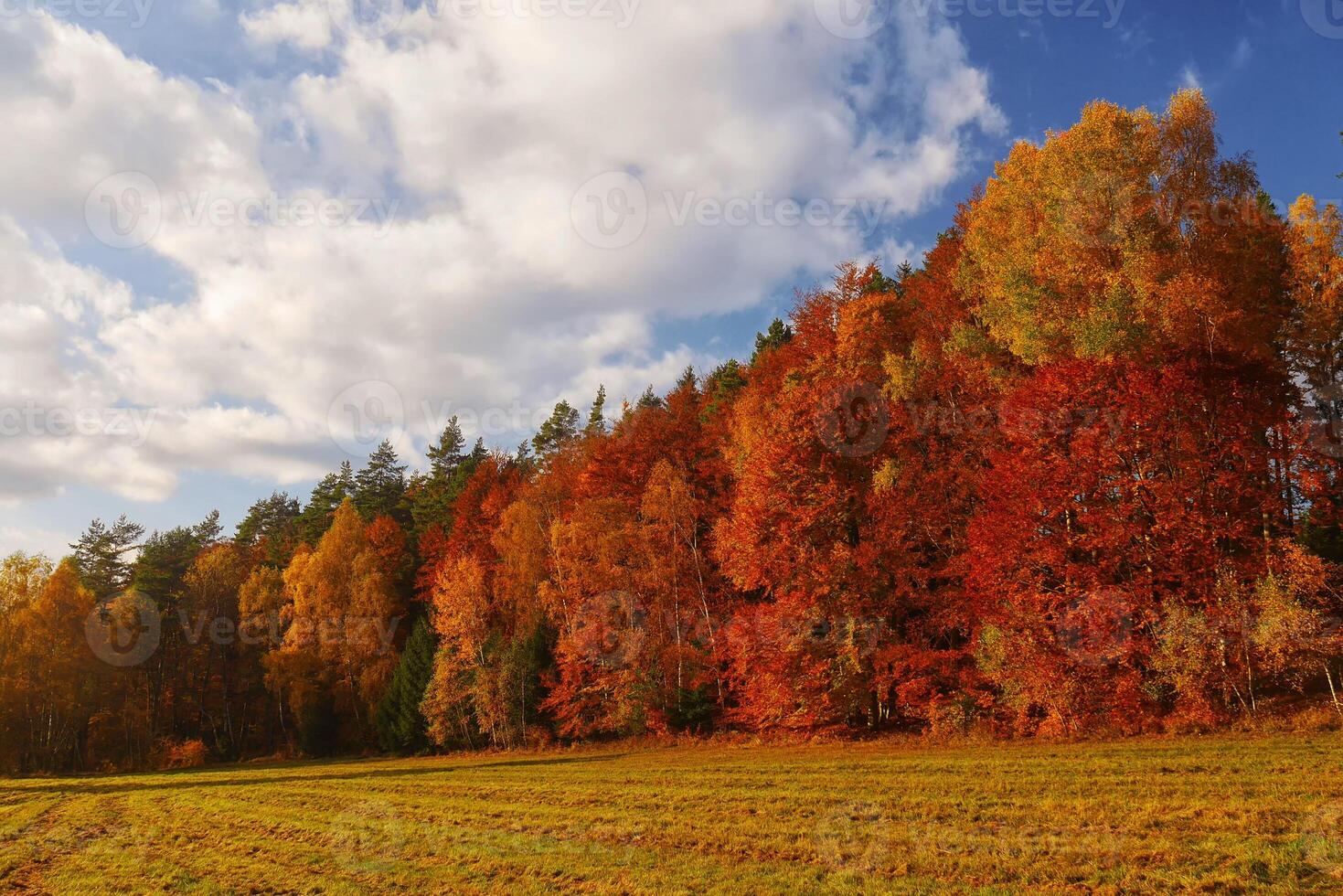 autumn landscape with forest and blue sky - trees with red and yellow leaves near field photo