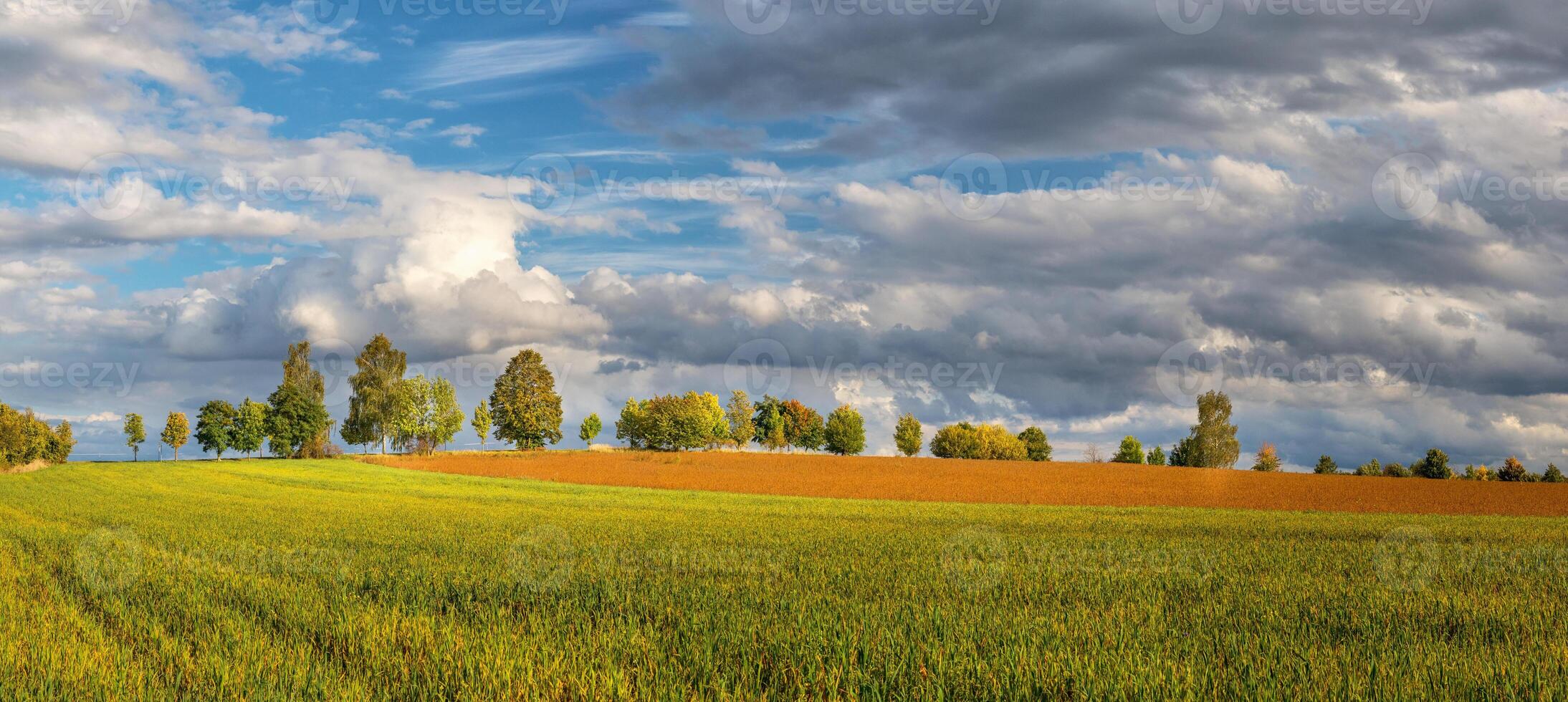 autumn countryside landscape - field and meadow, tree alley on the horizon, white clouds photo