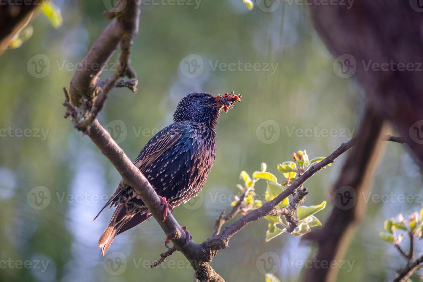 bird on a tree - starling with food insects in its beak, on an apple tree branch photo
