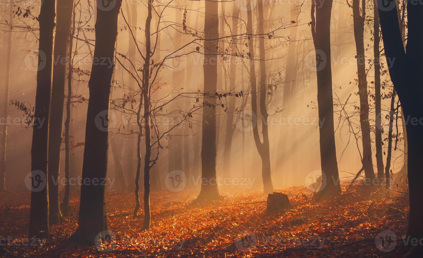 Autumn forest with colorful leaves and sun rays in fog photo